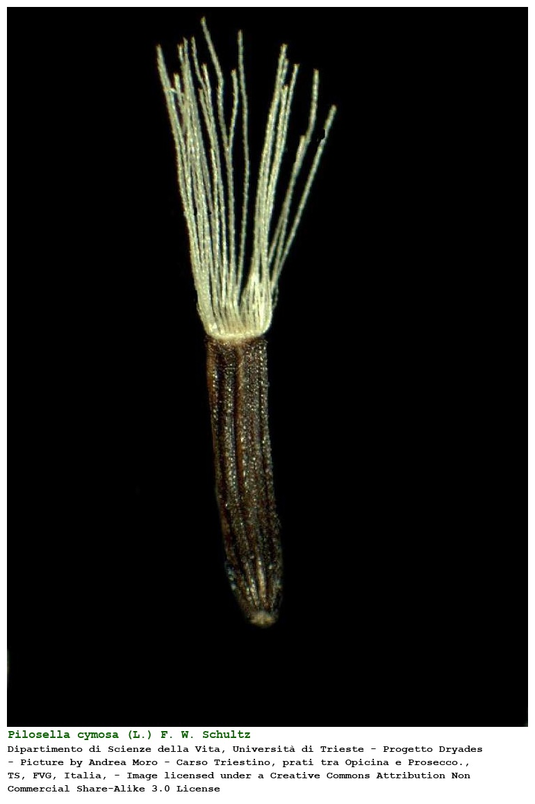 Pilosella cymosa (L.) F. W. Schultz & Sch. Bip.